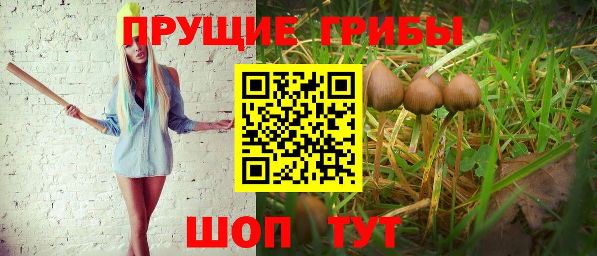 Псилоцибиновые грибы Psilocybe Партизанск